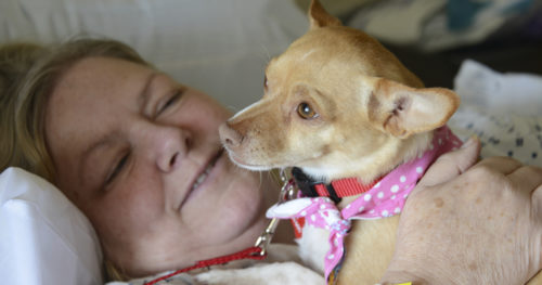 Abandoned as puppy, therapy dog proves what Chihuahuas are made of