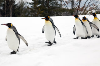flock of penguins walking along a snowy ridge
