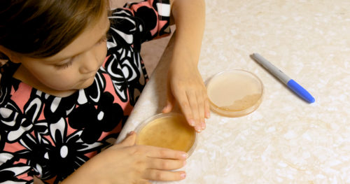 6-year-old child labels petri dish for germ experiment
