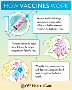 How vaccines work infographic