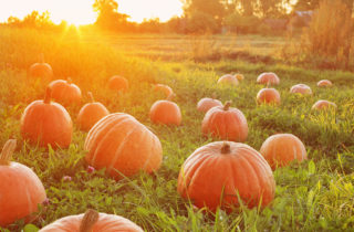 Field of pumpkins in green grass with rays of sunlight from a distant sunrise