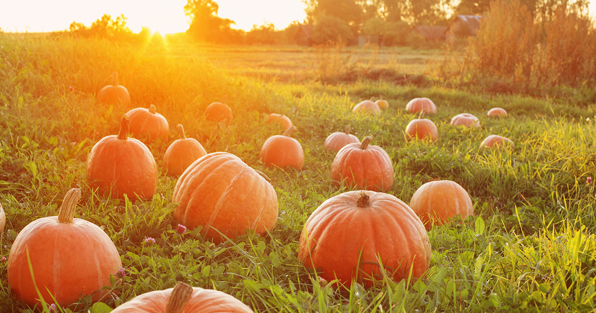 9 reasons to add pumpkin to your diet | OSF HealthCare