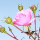21-pink-rose.jpg
