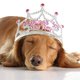 23-dog-princess.jpg