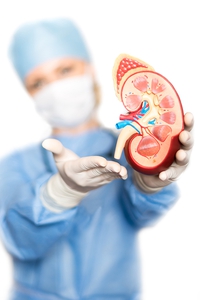 Surgeon holding a model of a kidney