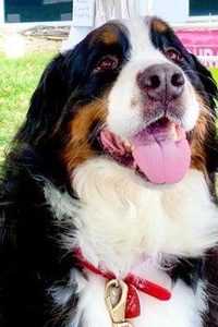 Baylee, Pet-Assisted Therapy Dog