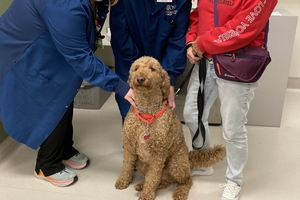 Ceasar, pet therapy dog at OSF St. Mary Medical Center