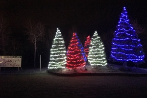 Christmas Trees lit at night
